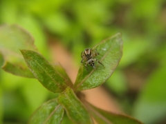 Stenaelurillus lesserti