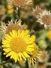 Pulicaria paludosa