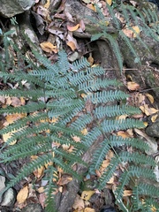 Pteris friesii