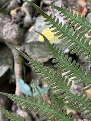 Pteris friesii