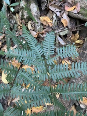 Pteris friesii