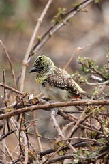 Trachyphonus darnaudii usambiro