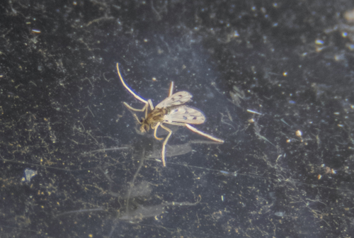 Polypedilum pardus