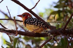 Trachyphonus erythrocephalus