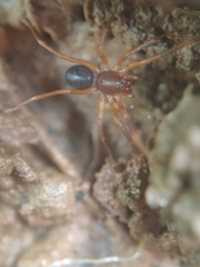 Oedignatha