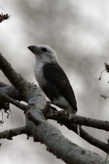 Lybius leucocephalus