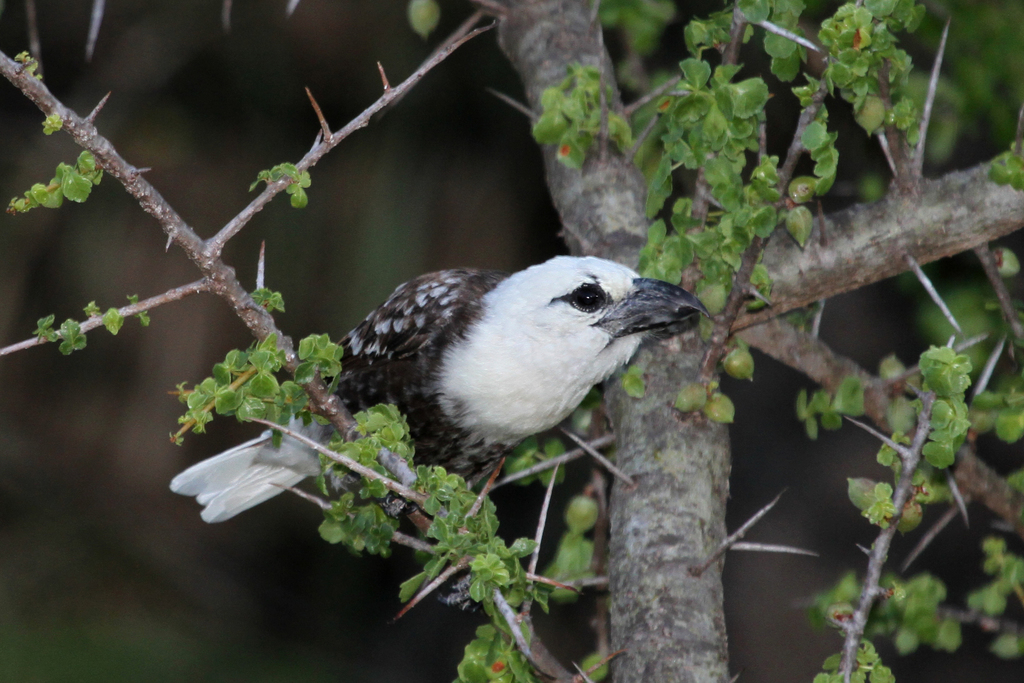White-Headed Barbet