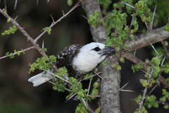 Lybius leucocephalus
