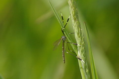 Bittacomorpha clavipes