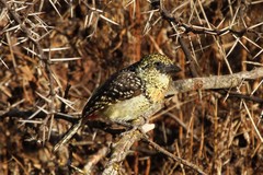 Trachyphonus darnaudii usambiro