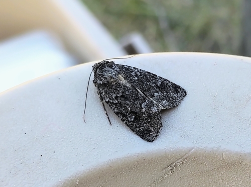 Blueberry Sallow