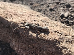 Liolaemus audituvelatus