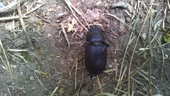 Lucanus tetraodon