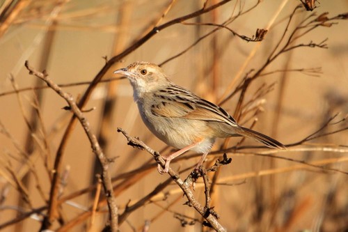 Winding Cisticola