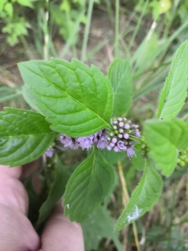 corn mint