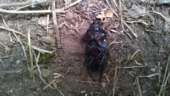 Lucanus tetraodon