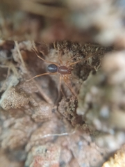 Oedignatha