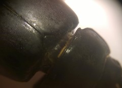 Lucanus tetraodon