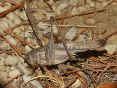 Platycleis intermedia