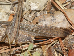 Platycleis intermedia