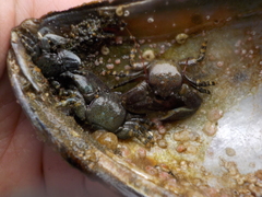 Petrolisthes cinctipes