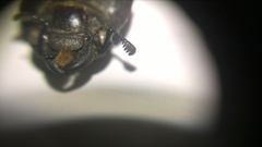 Lucanus tetraodon