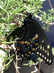 Papilio polyxenes