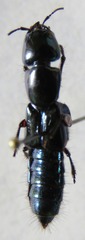 Eulissus
