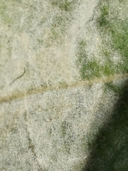 Golovinomyces verbasci