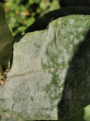 Golovinomyces verbasci