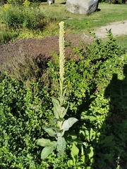 Golovinomyces verbasci