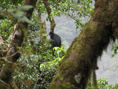 Black Colobus photo 4