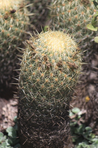Coryphantha erecta