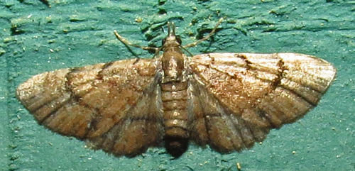 Small Pine Looper Moth photo 4