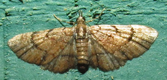 Eupithecia peckorum