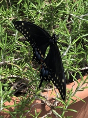 Papilio polyxenes