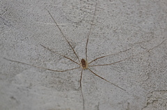Opilio parietinus