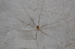 Opilio parietinus