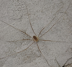 Opilio parietinus