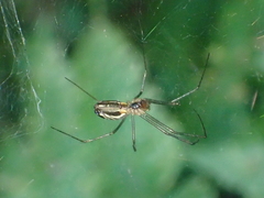 Neriene litigiosa