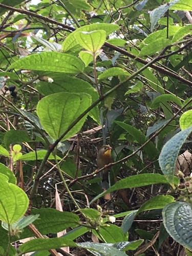 Leiothrix lutea