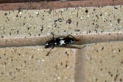 Elaphidion mimeticum
