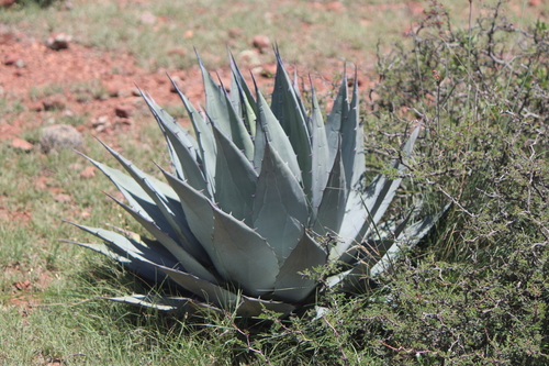 Agave applanata