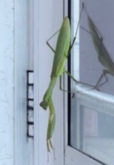Tenodera sinensis