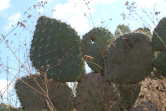 Opuntia hyptiacantha