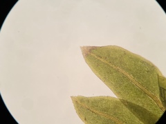 Fissidens dubius