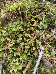 Fissidens dubius