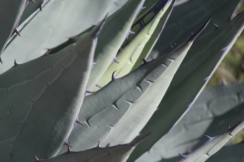 Agave applanata