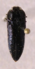 Acmaeodera impluviata