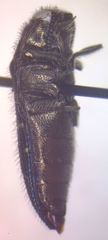 Acmaeodera impluviata